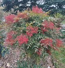 Promo Nandina domestica à 16,95 € dans le catalogue Les Compagnons des saisons à Pordic