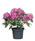 Rhododendron dans le catalogue Lidl