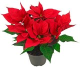 Fairtrade- Weihnachtsstern im Angebot bei REWE in Halberstadt Fairtrade- Weihnachtsstern Angebote bei REWE Halberstadt für 2,89 €