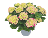 toom Baumarkt Troisdorf - Ballhortensie XL Angebot im Prospekt Ballhortensie XL bei toom Baumarkt im Troisdorf Prospekt für 17,99 €