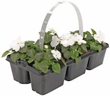 Beetpflanzen Tagetes im aktuellen REWE Prospekt