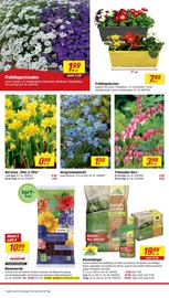 Blumentopf im toom Baumarkt Prospekt in Speyer Aktueller toom Baumarkt Prospekt mit Blumentopf, "Respekt, wer's selber macht.", Seite 4