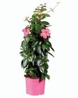 Dipladenia pyramide en promo chez Lidl Limoges à 11,99 €