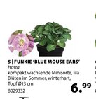 Funkie Blue Mouse Ears im Angebot bei Dehner Garten-Center in Fellbach Funkie Blue Mouse Ears Angebote bei Dehner Garten-Center Fellbach für 6,99 €
