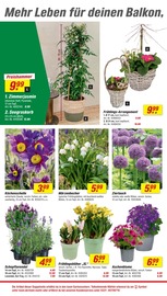 Blumentopf im toom Baumarkt Prospekt in Marl Aktueller toom Baumarkt Prospekt mit Blumentopf, "Respekt, wer's selber macht.", Seite 4