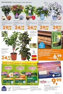 Pflanzen im Globus-Baumarkt Prospekt "Immer eine Idee besser" mit 16 Seiten (Rostock)