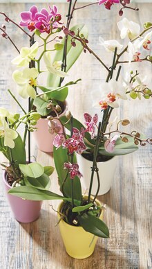 Super U Auchel - ORCHIDEE 2 TIGES Promo ORCHIDEE 2 TIGES dans le catalogue Super U Des prix qui tombent vraiment bien ! à Auchel