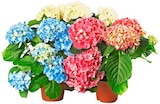 Hortensie Angebote bei REWE Siegburg für 5,55 €