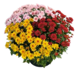 Herbst-Chrysantheme „Trio“ bei OBI im Leingarten Prospekt für 3,99 €