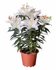 Lilien orientalisch im aktuellen Lidl Prospekt