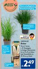 Gräsersortiment von Gardenline für 2,49 € bei ALDI SÜD im Angebot Gräsersortiment von Gardenline im aktuellen ALDI SÜD Prospekt