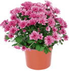 Promo Chrysanthème à petites fleurs ECLOZ à 2,49 € dans le catalogue Jardiland à Saint-Berthevin