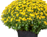 Herbst-Chrysantheme Angebote bei BAUHAUS Plauen für 6,99 €