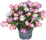 Aktuelles Schlumbergera Weihnachtskaktus Angebot bei Netto mit dem Scottie in Dresden ab 4,99 €