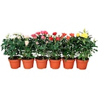 Rosier dans le catalogue Carrefour