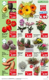 Aktueller Kaufland Prospekt mit Orchidee, "Aktuelle Angebote", Seite 21