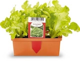 Salatpflanzen Angebote bei Netto Marken-Discount Passau für 1,99 €