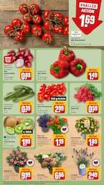 Pflanzen Angebot im aktuellen REWE Prospekt auf Seite 7