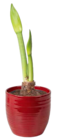 Amaryllis (Hippeastrum) von Kölle im aktuellen Pflanzen Kölle Prospekt