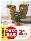 Rosier en promo chez Super U Clermont-Ferrand à 2,99 €