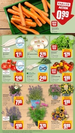 REWE Blumen im Prospekt REWE Blumen im Prospekt