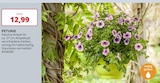 Petunie bei Labertaler Fachmarkt im Prospekt "" für 12,99 €