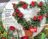 BAUHAUS Nauen - Dipladenia am Herzspailier Dipladenia am Herzspailier Angebot bei BAUHAUS Nauen im Prospekt Handzettel KW 18