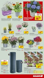 Blumentopf Angebot im aktuellen toom Baumarkt Prospekt auf Seite 3