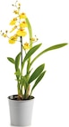 Orchideen-Mix „Exotisch“ im Angebot bei Netto mit dem Scottie in Berlin Orchideen-Mix „Exotisch“ Angebote bei Netto mit dem Scottie Berlin für 3,99 €