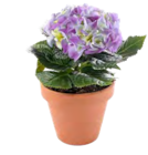 Hortensie bei ZG Raiffeisen im Pfullendorf Prospekt für 6,99 €