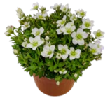 Kaufland - Moossteinbrech Angebot im Prospekt Moossteinbrech bei Kaufland im Prospekt "" für 1,49 €