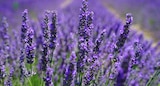Lavendel XXL Angebote bei OBI Fürth für 5,99 €