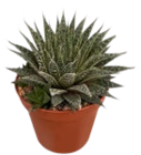 Kaktus im Angebot bei Kaufland in Magdeburg Kaktus Angebote bei Kaufland Magdeburg für 3,29 €