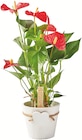 Anthurium + cache-pot dans le catalogue Colruyt