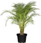 Aktuelles Goldfruchtpalme(Areca lutescens) Angebot bei Globus-Baumarkt in Düsseldorf ab 29,99 €