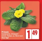 Primeln Sondersorte 'Pompom' im EDEKA Prospekt Primeln Sondersorte 'Pompom' von im aktuellen EDEKA Prospekt für 1,49 €