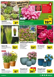 Hortensie im Hagebaumarkt Prospekt in Mettmann Aktueller Hagebaumarkt Prospekt mit Hortensie, "Sonnenstrom tanken? SO günstig geht das!", Seite 3