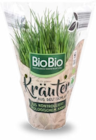 Netto Marken-Discount Reute - Kräutertöpfe Angebot im Prospekt Kräutertöpfe bei Netto Marken-Discount im Reute Prospekt für 1,29 €