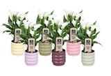 Promo Collection de Zantedeschia à 12,99 € dans le catalogue Gamm vert à Montbazens