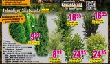 Bäume im Angebot bei Hornbach in Nürnberg Bäume Angebote von FloraSelf bei Hornbach Nürnberg für 6,99 €