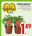 Erdbeerpflanze im Angebot bei EDEKA in Regensburg Erdbeerpflanze Angebote bei EDEKA Regensburg für 1,49 €
