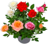 Rose Quattro Angebote bei Kaufland Amberg für 2,99 €