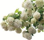 Aktuelles Echter Schneeball Angebot bei Zimmermann in Wiesbaden ab 7,99 €