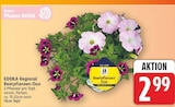 Beetpflanzen-Duo von EDEKA Regional für 2,99 € bei E center im Angebot Beetpflanzen-Duo von EDEKA Regional im aktuellen E center Prospekt