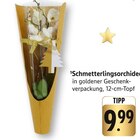 EDEKA Hohberg Prospekt mit  im Angebot für 9,99 €