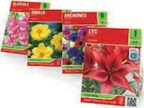 Bulbes à fleurs en promo chez Super U Bulbes à fleurs dans le catalogue Super U