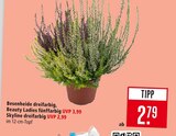 Besenheide dreifarbig Angebote bei Marktkauf Filderstadt für 2,79 €
