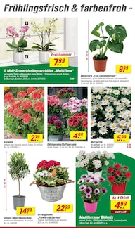 Geranien im toom Baumarkt Prospekt "Respekt, wer's selber macht." mit 34 Seiten (Mülheim (Ruhr))