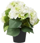 Aktuelles Zimmerpflanze Hortensie Angebot bei Rusta in Essen ab 4,00 €