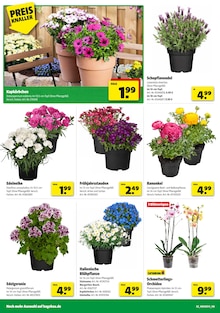 Hagebaumarkt Prospekt der aktuellen Woche, gültig von 28.03.2026 bis 04.04.2026 Aktueller Hagebaumarkt Prospekt "So günstig geht das!" mit 16 Seiten